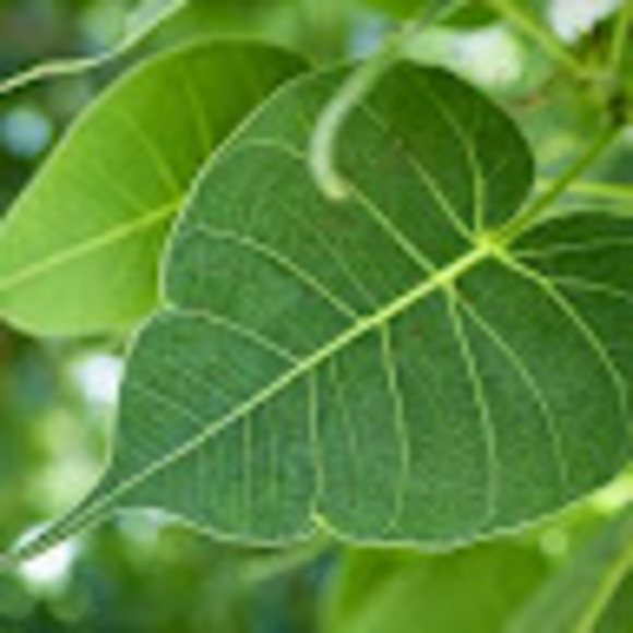 rukmanik